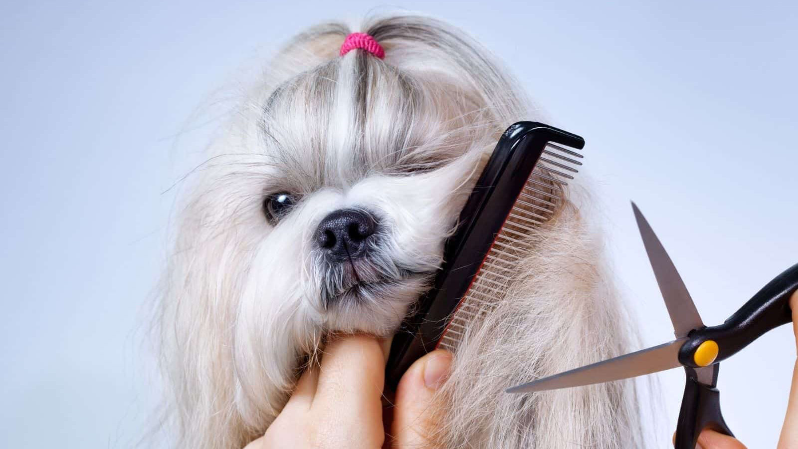 شانه کردن و کوتاهی موهای سگ نژاد شیتزو